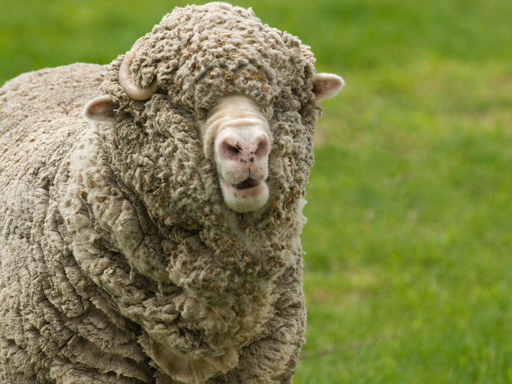 Everything you need to know about merino wool