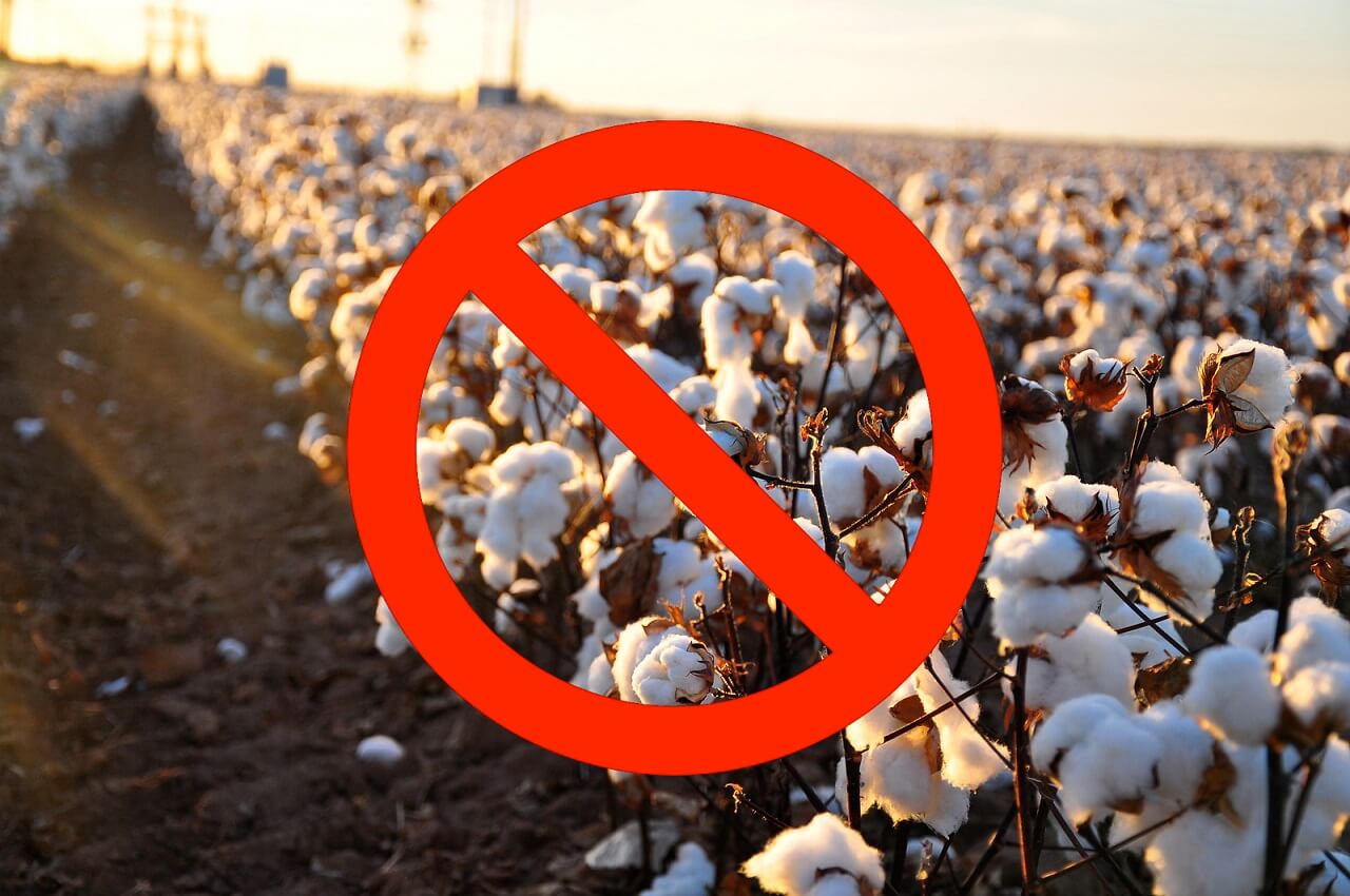 Why cotton is the 